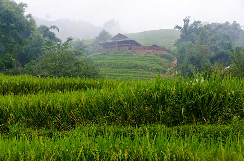 238 - Vietnam - Sapa - paisaje bajo la lluvia